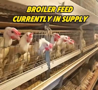 Broiler feed nú í boði