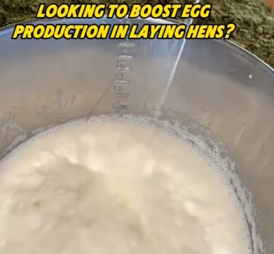 Ertu að leita að því að auka eggframleiðslu í hænum?